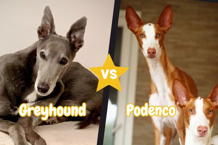 Greyhound vs Podenco