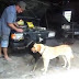 Este homem treinou seus cachorros para ajudarem na oficina pegando o que ele pede. O interessante é que eles pegam o que ele pede mesmo! Quem não ia querer cachorros como esses!