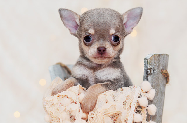 King's Lynn Photography, Chihuahua Puppy, Chihuahua Photoshoot, Chihuahua King's Lynn, Chihuahua Cuteness, Pet Photography