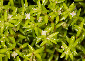 New Zealand Pigmyweed, Crassula helmsii.  Sevenoaks Wildlife Reserve, 2 September 2016.