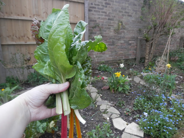 My home grown harvesst, April 2016. Red spring onions, garlic chives and rainbow chard - what a colourful harvest! secondhandsusie.blogspot.com