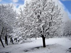 Snowy Trees