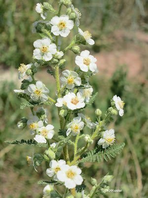 flowers of fernbush, Chamaebataria millefolium