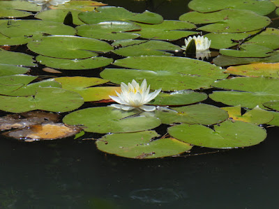 山田池公園 スイレン池