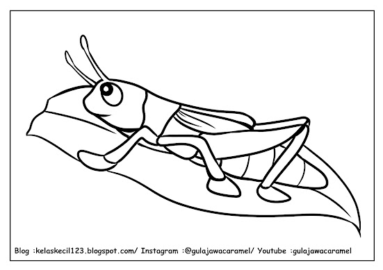 contoh lembar mewarnai tema serangga untuk anak PAUD/TK/SD