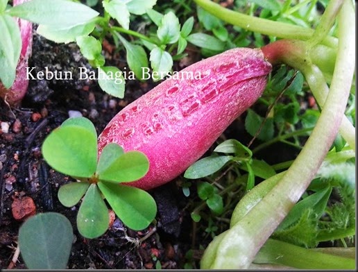 Radish French Breakfast