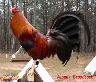 Dewata Gamefarm: jenis ayam aduan
