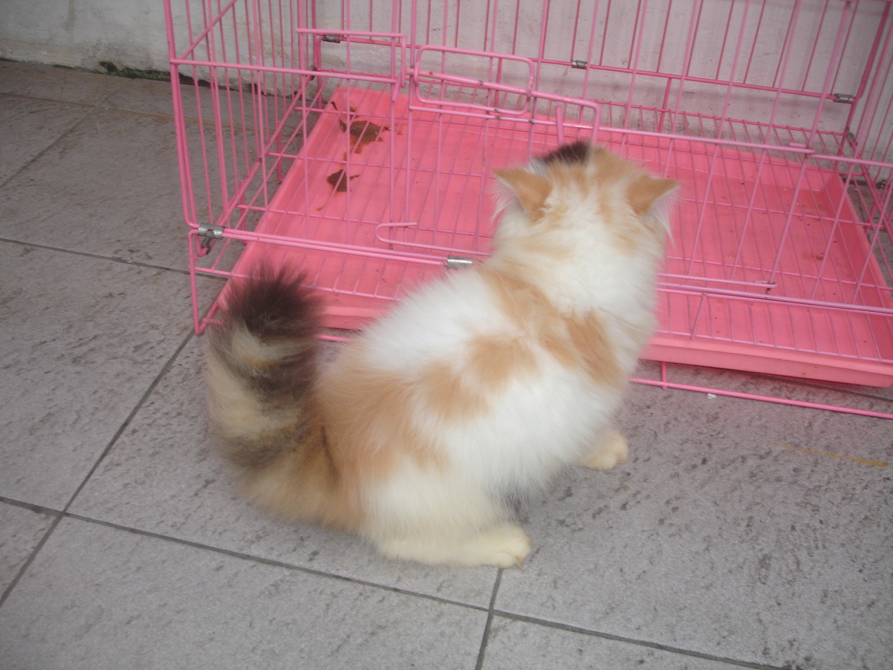 Hamster Dan Kucing Persia Murah Surabaya: DI JUAL KITTEN 