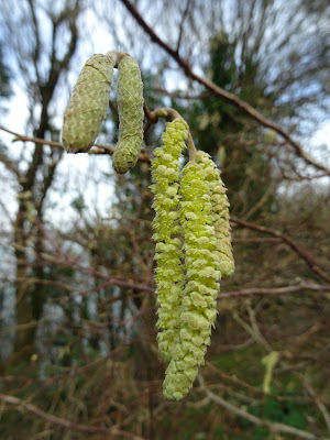 Close up of green catkins hanging from a tree in woodland