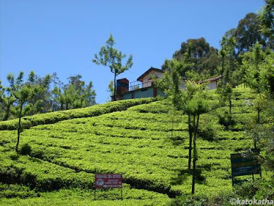 Ooty Tea Garden Picture