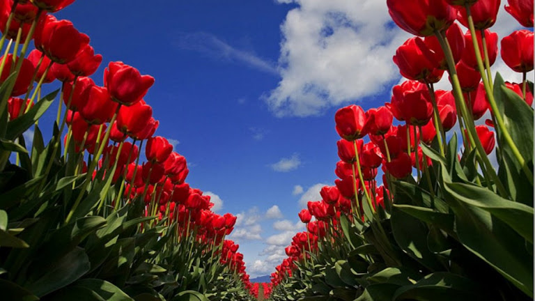 Tulips Flowers HD Wallpaper 12