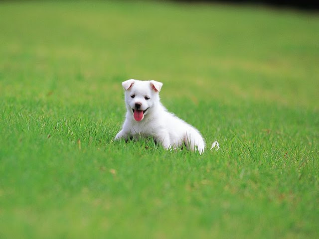 Cute Puppies