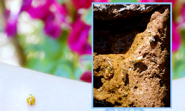 yellow ladybug and bees drinking