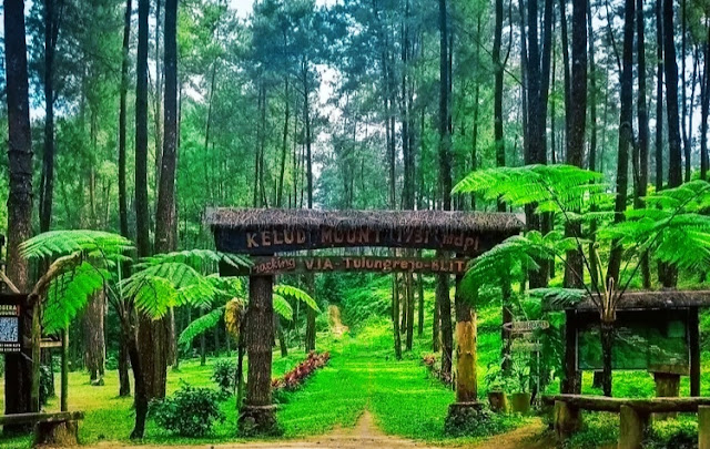 Hutan Pinus Gogoniti