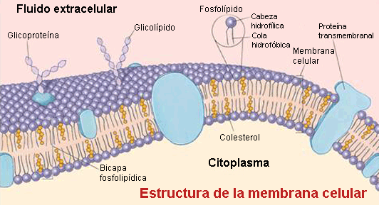 Estructura de la membrana celular