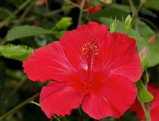 Beauty Hibiscus Flower