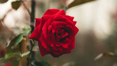 Beautiful Red Rose Flower Wallpaper
