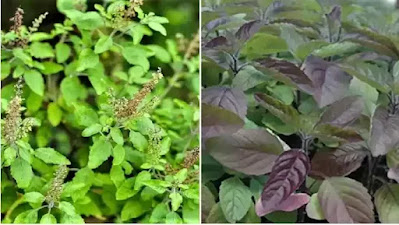 What is the difference between planting Rama and Shyama Tulsi plants for home and their specialties