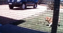   Μια γυναίκα από την Αυστραλία ανέβασε ένα βίντεο από  κάμερας ασφαλείας που δείχνει  το σκυλί της να υπερασπίζεται την οικογενειακή κατοικ...