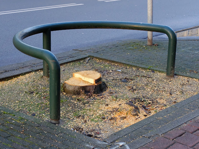 Bomenkap Eusebiusplein Arnhem. Foto: Robert van der Kroft, 2 februari 2017