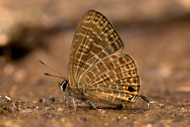 Ionolyce helicon the Pointed Line Blue butterfly
