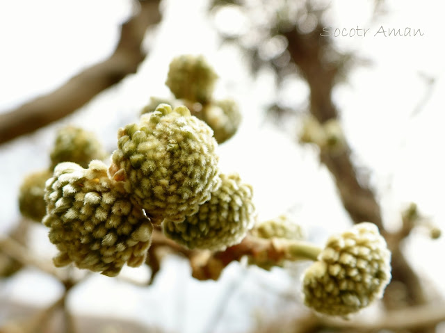 Edgeworthia chrysantha