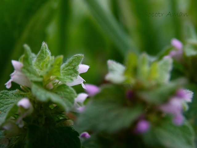 Lamium purpureum