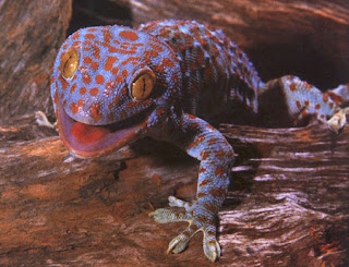 First photo is of a purple and pink tokay gecko looking at the camera with it's mouth open. Second photo is of a blond-haired boy using a cell phone. The cell phone and his ear piece both have green lights on them. Third photo is a graphic of a stack of books.