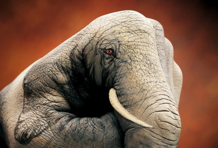 Elefante
