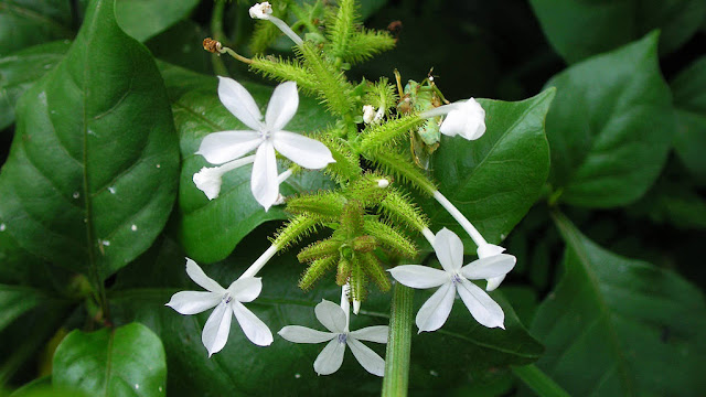 Resep Obat Pegal Linu Tradisional, daun encok