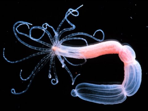 10 Contoh  Hewan  Invertebrata  Avertebrata Beserta Gambar 