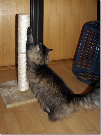 cat scratching post 1