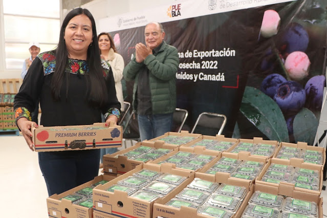 Inicia exportación de blueberry orgánico de Zacatlán a Estados Unidos y Canadá
