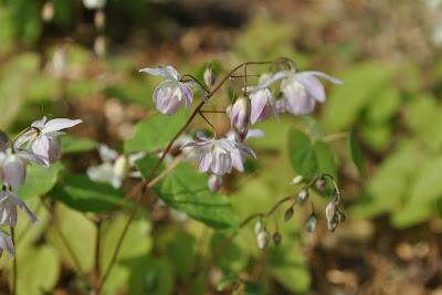 Горянка пышная (Epimedium × youngianum Roseum)