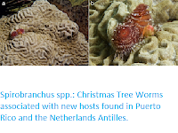 https://sciencythoughts.blogspot.com/2020/06/spirobranchus-spp-christmas-tree-worms.html