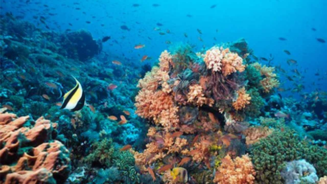 Pemandangan bawah laut Banda