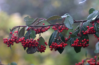 cotoneastere lacteus baies rouges