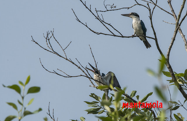 collared kingfisher (Todiramphus chloris)