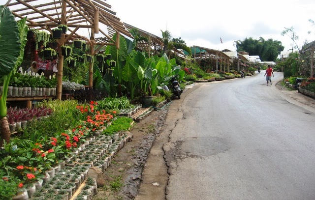 Indahnya Taman Bunga Cihideung  di Bandung Yoshiewafa