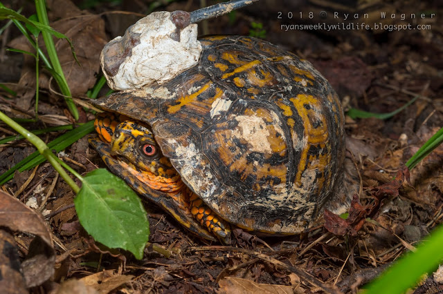 Box turtle Ohio tacker