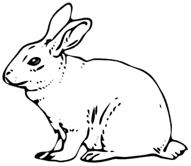 Free  Rabbit Colouring Pages Printable Download