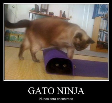 Gatos Ninjas