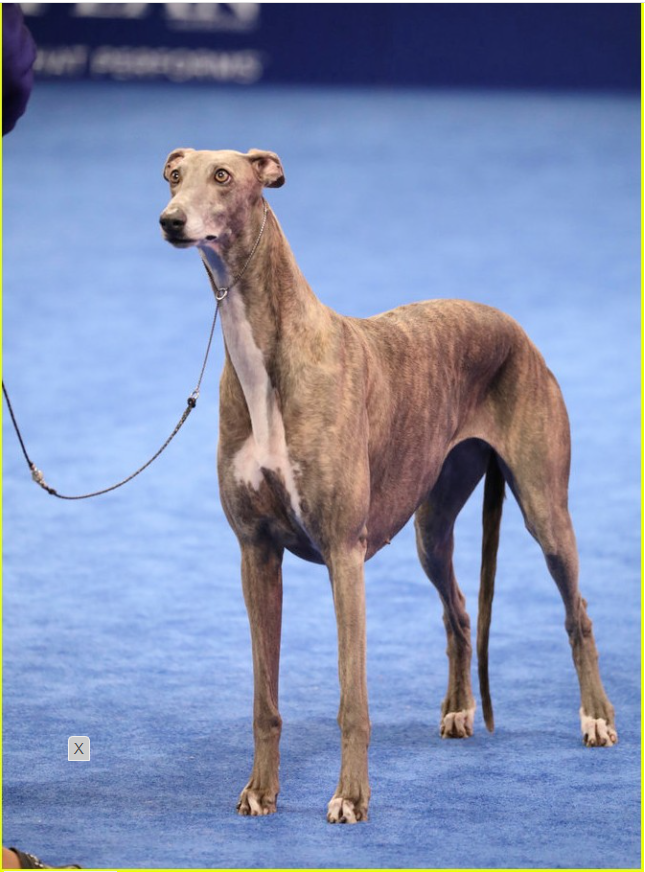 NDS 2016 Best in Show Winner: Gia the greyhound