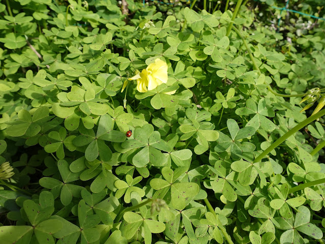 オオキバナカタバミ（大黄花片喰）