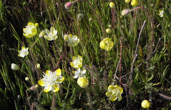 Cream cups, a buttercup-like plant with variegated white and yellow petals