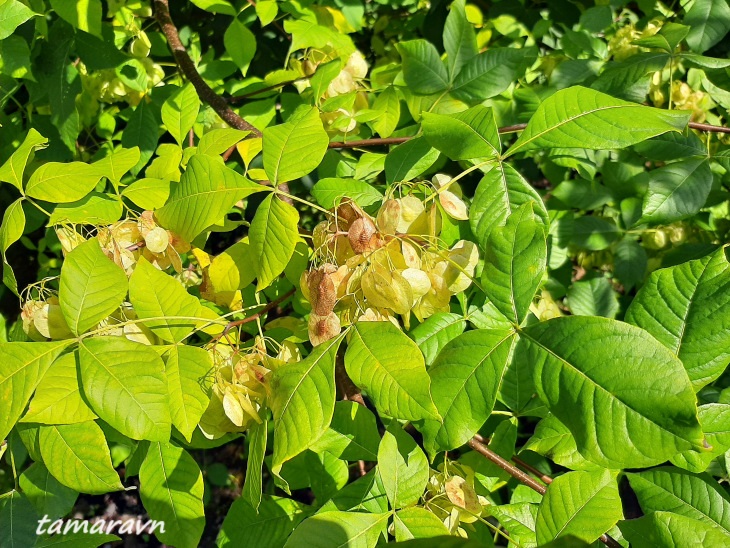 Птелея трёхлистная (Ptelea trifoliata)