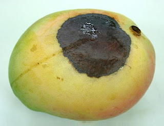 expired mango