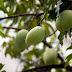 Manfaat dan Khasiat Buah Mangga Untuk Kesehatan Kita