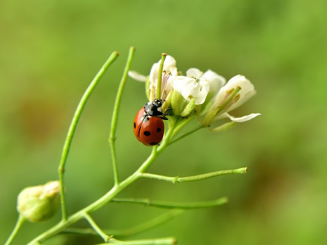 Bio bestrijding