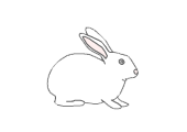 rabbit